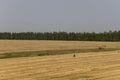 Hayfield. There are many stacks around. Meadow in the early autumn. Dry plants around. Gold colors. Green forest far away. Dark he