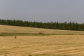 Hayfield. There are many stacks around. Meadow in the early autumn. Dry plants around. Gold colors. Green forest far away. Dark he