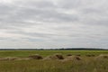 Hayfield. There are many stacks around. Meadow in the early autumn. Dry plants around. Green forest far away. Dark heaven with whi