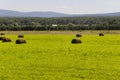 Hayfield. There are many stacks around. Meadow in the hot summer. Plants around. Green forest and mountains far away. Blue heaven