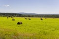 Hayfield. There are many stacks around. Meadow in the hot summer. Plants around. Green forest and mountains far away. Blue heaven