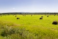 Hayfield. There are many stacks around. Meadow in the hot summer. Plants around. Green forest and mountains far away. Blue heaven Royalty Free Stock Photo