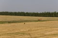 Hayfield. There are many stacks around. Meadow in the summer. Dry plants around. Asphalt road. Gold and green colors. Dark green f