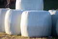 silo silage bales, haylage foiled on field Royalty Free Stock Photo