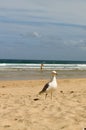 Hayle Towans beach seagulls Royalty Free Stock Photo