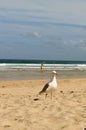 Hayle Towans beach seagulls