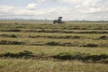 Haymaking Royalty Free Stock Photo