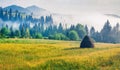 Haymaking in a Carpathian village with carpet of yellow flowers. Foggy summer scene of misty mountains. Colorful norning view of B