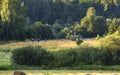 Haymaking. A group of people is harvesting hay in the meadow