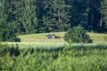 haymaking in the meadow near the forest Royalty Free Stock Photo