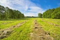 Haymaking Royalty Free Stock Photo