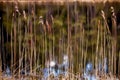 Hays, lake and forest in the sun at summer in Finland Royalty Free Stock Photo