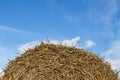Haystack against the blue sky. Livestock feed, agriculture