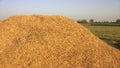 Haystack in The Farm with Skyblue Background