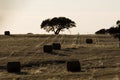 Haystack field Royalty Free Stock Photo