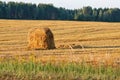 Haystack on a field in Russian countryside Royalty Free Stock Photo