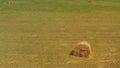 Haystack on a green field. Hay Bales On Field Against Sky. Haystacks in the field in summertime. Big hay bay rolls in a green Royalty Free Stock Photo