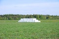 Haystack in green summer field. Straw wrapped in white plastic rolls Royalty Free Stock Photo