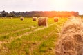 Haystack harvest agriculture field landscape. Agriculture field haystack view. Sun flare