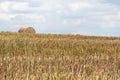 A haystack left in a field after harvesting grain crops. Harvesting straw for animal feed. End of the harvest season. Round bales Royalty Free Stock Photo