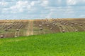 A haystack left in a field after harvesting grain crops. Harvesting straw for animal feed. End of the harvest season. Round bales Royalty Free Stock Photo