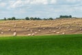 A haystack left in a field after harvesting grain crops. Harvesting straw for animal feed. End of the harvest season. Round bales Royalty Free Stock Photo