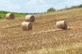 A haystack left in a field after harvesting grain crops. Harvesting straw for animal feed. End of the harvest season. Round bales Royalty Free Stock Photo