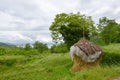 Haystack near the Godinje villiage at Montenegro