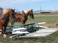 Rural activity: Haystacking operation with horses. Royalty Free Stock Photo