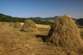 Haystacks in the agricultural land