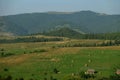 Haystacks on beautiful summer plateau in Carpathian mountain.
