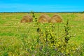 Haystacks in the field