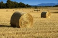 Haystacks in the fields Royalty Free Stock Photo