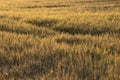 Haystacks in the fields Royalty Free Stock Photo