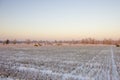 Haystacks on the frozen field Royalty Free Stock Photo