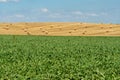 Haystacks harvest on agriculture farm fields. Farm field bales agriculture landscape. Haystack harvest landscape. The beet field Royalty Free Stock Photo