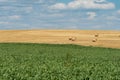 Haystacks harvest on agriculture farm fields. Farm field bales agriculture landscape. Haystack harvest landscape. The beet field Royalty Free Stock Photo