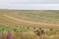 Haystacks and rolls, agriculture in Georgia, dry hay