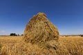 Haystacks straw . harvesting