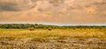 Haystacks straw left after harvesting wheat