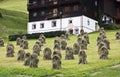 Haystacks in Tyroler Gailtal, Austria