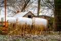 Haystacks in Winter Royalty Free Stock Photo