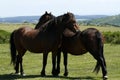 Haytor Down & a herd of Dartmoor Ponies Royalty Free Stock Photo