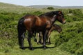Bay Stallion with his herd of Dartmoor Ponies Royalty Free Stock Photo