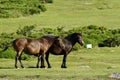Haytor Down & a herd of Dartmoor Ponies