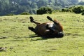 Haytor Down & a herd of Dartmoor Ponies Royalty Free Stock Photo