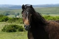 Dartmoor Pony on Cold East Cross Royalty Free Stock Photo