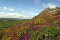 Haytor and Heather, Dartmoor