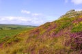 Haytor and Heather, Dartmoor