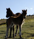 Haytor Down & Dartmoor Babies Royalty Free Stock Photo